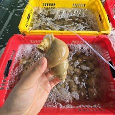 동해안 활 백골뱅이 대 1kg 백고동 골뱅이, 1개