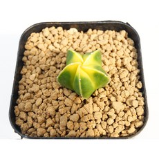 황엽오로라난봉옥 실생 동일품-260225 코덱스 아프리카식물 멸종위기 희귀선인장