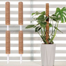 홈가드닝 플라스틱 지지대 수태봉 몬스테라 식물지지대 코코넛, 50cm