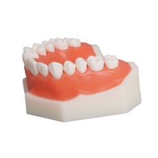 치과 실습용 치아모형 연습 검사 구강 치위생 교육용 검진, B. 하악 14치 + 드라이버
