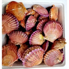 통영 제철 세척 홍가리비 비단가리비 5kg, 1개