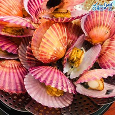해남별 통영 세척 홍가리비 2kg(40~50미 내외), 1개, 2kg