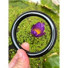 蔓華翡翠玉鐲 墨翠A貨手鐲 59.3mm附鑑定證書, 1個