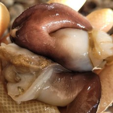 싱싱햇 여수 제철 새조개 샤브샤브, 1세트, 200g(10미내외), 생물