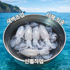 [산지직송]최상급 생물 호래기 횟감 꼴뚜기 새끼오징어, 1개, 500g