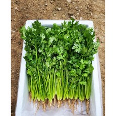 운악의 뜰 신선한 향신료 포천 고수나물, 1박스, 1kg