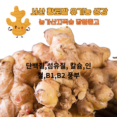 [서산 생강] 서산 황토밭 생강 3kg/ 5kg/ 10kg 김장재료 김치용 생강 #겨울철 면역 생강차, 1개, 1 kg