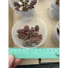 嚴選2025年進口景天多肉植物日曆，03MC多肉園藝出品，多款選項可挑選，每日都有好心情, 1個, 紅珊瑚