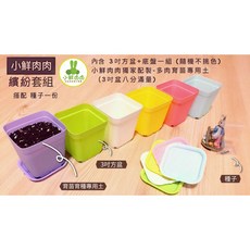 小鮮肉肉 三色旋花朝顏種子(10粒裝) 牽牛花 彩旋花 花大色艷 盆栽庭院景觀 花卉植物 台灣現貨, 1個, 繽紛套組(含彩色3寸盆+底盤+土)+種子