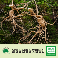 [친환경] 산양삼 산양산삼 장뇌삼, 12년 특 2뿌리, 임업진흥원 합격증 부착