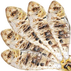 전어 구이용 생물 햇전어 당일조업 국내산 산지직송 띵작상점, 1개, 3kg (30~54미 내외)