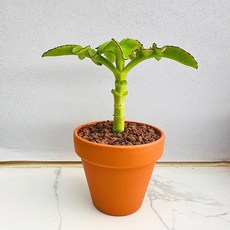 다육식물 선인장 미니야자수 농장직송 산아래 다육이 생명력최고 키우기쉬운 공기정화 전자파차단, 1개, 럭셔리