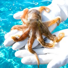 [최상급원물] 만족도1위 국내산 활 쭈꾸미, 1박스, 2kg