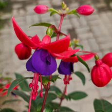 아비가든 후쿠샤 중품 +받침포함 봄꽃 사계절꽃 후쿠시아, 1개, 꽃색