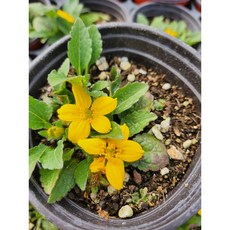 [비젼플라워] (야생화놀이터)--노지월동--베란다월동-$&&--국화-오공국화, 1개