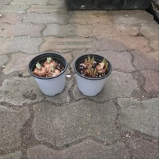 크로커스 구근 혼합 세트 유럽직수입 봄꽃 추식 노지월동, 1개