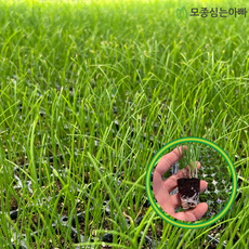 [모종심는아빠] 정력에 좋은 기양초 부추 모종(포트), 3개