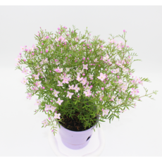 피나타 핑크유나 보르니아 상큼한향이 솔솔~!, 1개