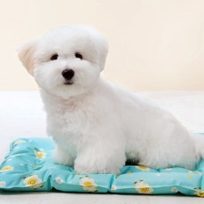 왈츠 강아지쿨매트 고양이쿨매트 아이스겔 방수, 해피플라워쿨매트, 1개