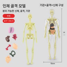 투명 인체 전신 모형 조립식 해골 장기 해부 피규어 교육용, 완전 투명  28cm 전신 모델