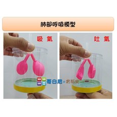 哥白尼的實驗室 生物 肺部呼吸模型(15cm) 學校 補習班 安親班 科學營 自學 翻轉教室必備, 1個