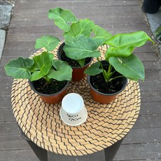 호프셀렘 셀럼 소품 3개발송 키우기쉬운 공기정화식물 광명IC화훼유통, 1세트