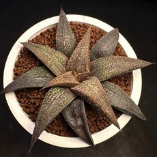 魔焰錦 X T. 炎王 多肉植物, 1個