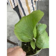 霏霏園藝非洲圓盾象耳'N'(A1)盆栽 療癒系室內植物 新手推薦 美化空間, 1個