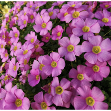 목사랑초 3촉 튼튼한 분홍꽃 사랑초 노지월동 구근식물, 1개