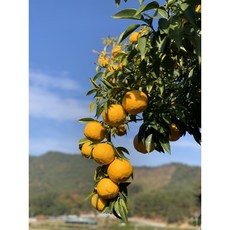 고흥유자 유자생과 햇유자 생유자 산지직송, 1박스, 10kg 소과