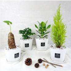 플랜트스토리 스노우화이트 중형 화분 4종 세트, 1세트, C세트(알로카시아+해피트리+클루시아+율마)