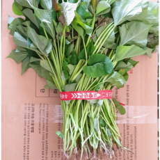 파머스넷 해남 꿀고구마 모종, 3kg, 1개