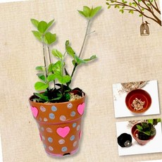 식물심기(식물 건조이끼) 미니식물키우기세트