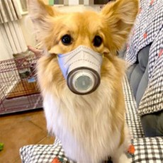 서지스토어 강아지 마스크 3p 강아지용미세먼지마스크, 클린오투 마스크 L