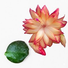 수입 게발선인장 커팅 67 공기정화식물, 1개, 단일