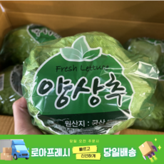 [로아프레시] 당일경매 당일발송 신선한 국내산 포장 양상추, 3개, 300g