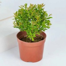 新中式陶瓷花盆造景擺件, 1套