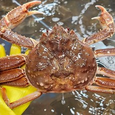 영덕대게(중) 3마리 5마리 선주직송 산지직송 영덕홍게 박달대게 구룡포대게 9cm~9.9cm, 대게 3마리, 1개