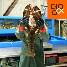 덤앤크랩 캐나다 자사 직수입 항공직송 활랍스터, 700g, 1박스