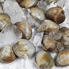 자연순수 백상합 신선하고 담백한 고급 해산물!, 1개, 1kg