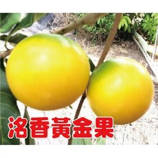 葉子媚黃金果實生苗，平地山坡皆適合種植，四季開花，庭院盆栽果樹, 1個, 洺香黃金果嫁接苗40-60公分
