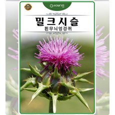 밀크시슬 흰무늬엉겅퀴 20립 쌈허브 샐러드용 일년생 향기좋은허브 꽃차용