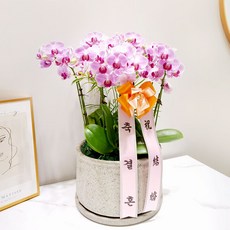 결혼식장 축하 서양란(연핑크)MTFC103, 서울특별시／광역시／경기도, 베이직, 필요없음