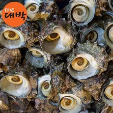 최상급 뿔소라 남해안 산지직송 소라회, 1개, 뿔소라 1kg