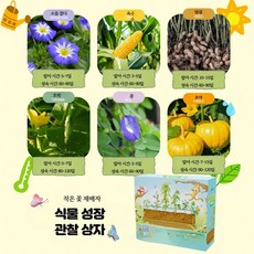 식물키우기 관찰키트 과학실험 재배 화분놀이세트 꽃 채소 과일 농부 식물 성장 관찰 상자, 덩굴꽃채소과일관찰세트