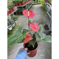 霏霏園藝 大花火鶴盆栽 5吋盆栽 花色鮮豔 室內裝飾優選, 1個