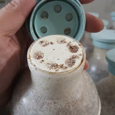 農林楓香雲芝窄口菌瓶, 1個