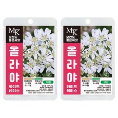 모칸도 좋은씨앗 올라야 씨앗 화이트레이스 10립 꽃씨 꽃씨앗, 2개