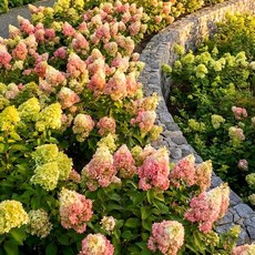 유럽 목수국 프레이즈멜바 4치장포트 묘목 노지월동 수국 나무 정원조경수 여름꽃 개화주 (같이가치농원), 단일, 1개