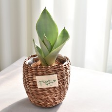 실내공기정화식물 율마 아레카야자 스킨답서스 산세베리아 테이블야자 유칼립투스 이레카야자 페페 스투키 몬스테라, 29.문샤인(땡큐바구니), 1개